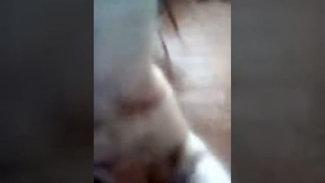 Учим кошку говорить мама