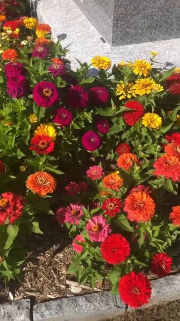 Daisies, nasturtium and dalias in VT cemetery. Fall 2021 смотреть онлайн