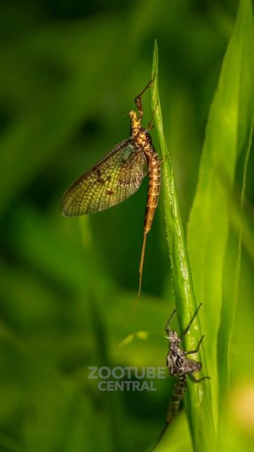Mayfly Fact🪰 #animals #facts #science #shorts смотреть онлайн