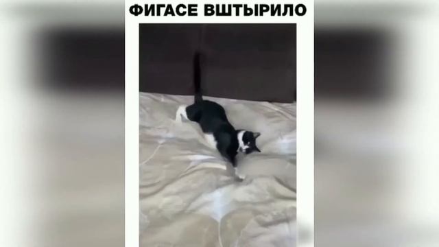 Без кота и жизнь не та смотреть онлайн