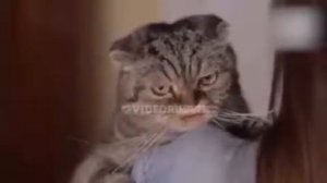 Песня про кота!!!