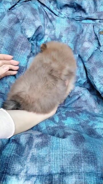 шпиц Померанский мальчик Оранж смотреть онлайн