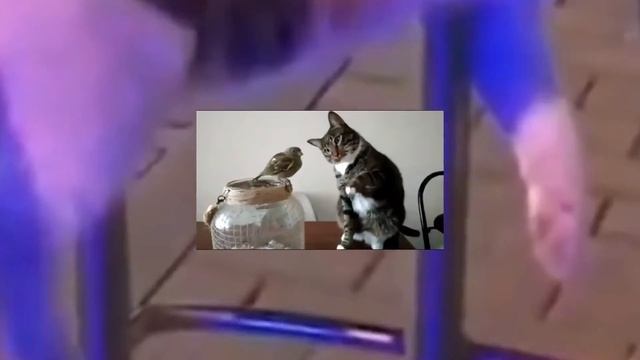 Смешные кошки приколы про кошек и приколы котов #33 (Топовая подборка 2018) смотреть онлайн