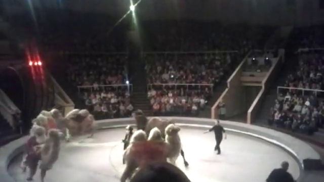 Цирк в Луганске: 23.03.2016 смотреть онлайн