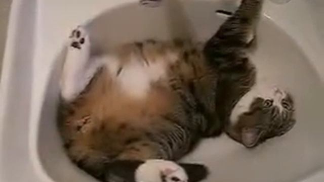 Кошка в раковине. Юмор с домашними животными. смотреть онлайн