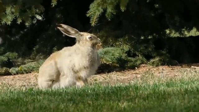 Звуки сельскохозяйственных животных смотреть онлайн
