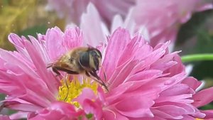 медовый край