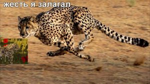 🐘[КЛИП] Мс Кус - Пердеж слона | Minecraft