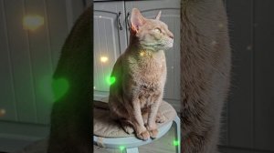 Почему люди так сильно любят котиков?