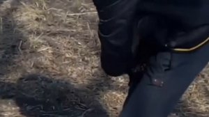 ПрЕколы с котами. Очень смешной приколдес