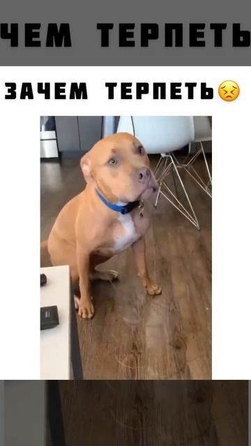 СМЕШНЫЕ ЖИВОТНЫЕ 2021 / ПРИКОЛЫ КОТЫ СОБАКИ, ЛУЧШИЕ ПРИКОЛЫ с Кошками и Собаками Funny Cats смотреть онлайн