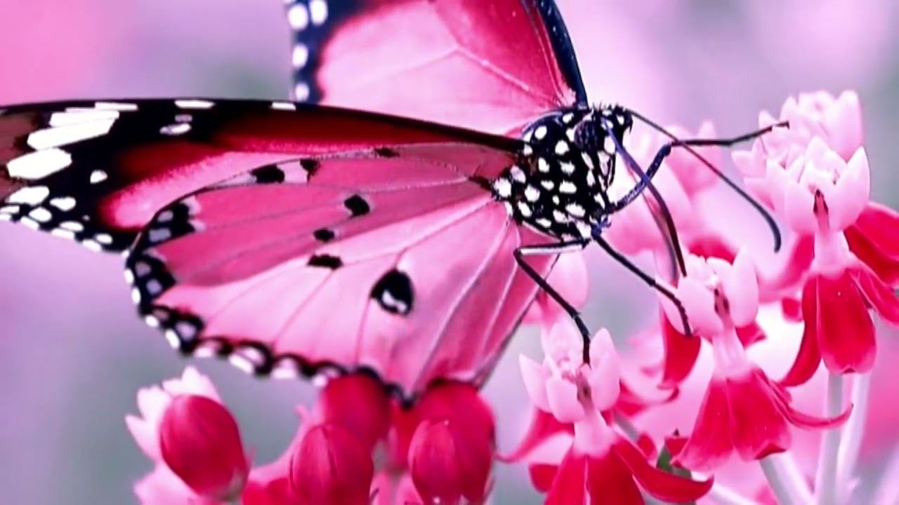 Я ВЕРЮ, ЧТО ВСЕ ЖЕНЩИНЫ ПРЕКРАСНЫ. Элла Якубенкова. Владислав Витковский смотреть онлайн