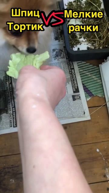 Шпиц Тортик решилчто надо делитьсяSpitz Cake decided that it was necessary to share Сказали Шпиц