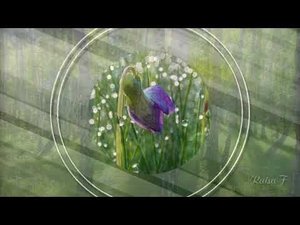 Травы,травы   муз. Владимира Шаинского, слова Ивана  Юшина