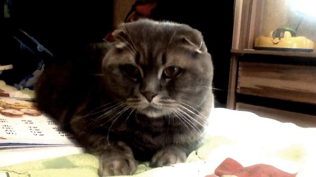 мой большой большой кот тишка :) смотреть онлайн