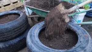 Самые необычные методы выращивания картофеля
