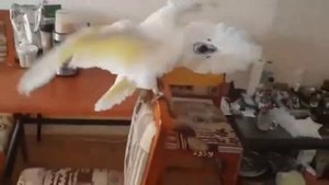 Паника у попугая какаду! Прикол