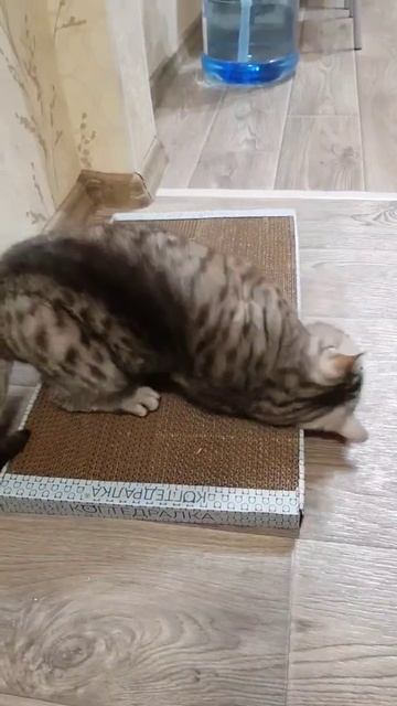 Диван цел, ковер цел, обои целы😄 смотреть онлайн