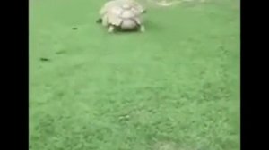 Песенка про день рождения