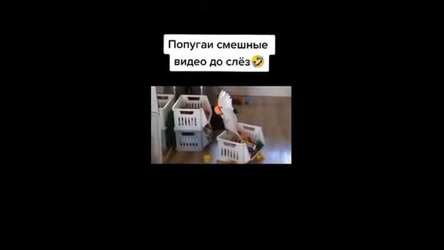 Прикольные попугаи 🐦 Смешные и забавные попугайчики