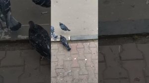 боевой голубь