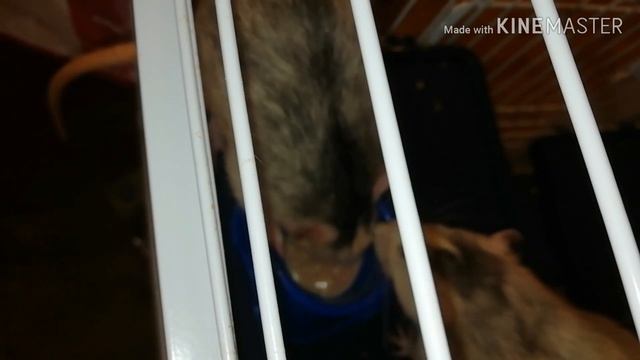 КРЫСЫ ДЕРУТСЯ ЗА ЕДУ! /ДО СЛЕЗ 😂!/СМЕШНЫЕ КРЫСЫ/ПРИКОЛЫ С КРЫСАМИ/УХОД ЗА КРЫСАМИ/