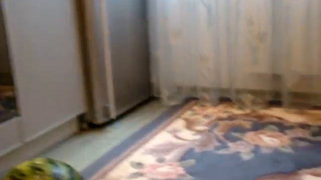 арбуз прикол катание на арбузе Бокова Арина Юрьевна семья Боковых