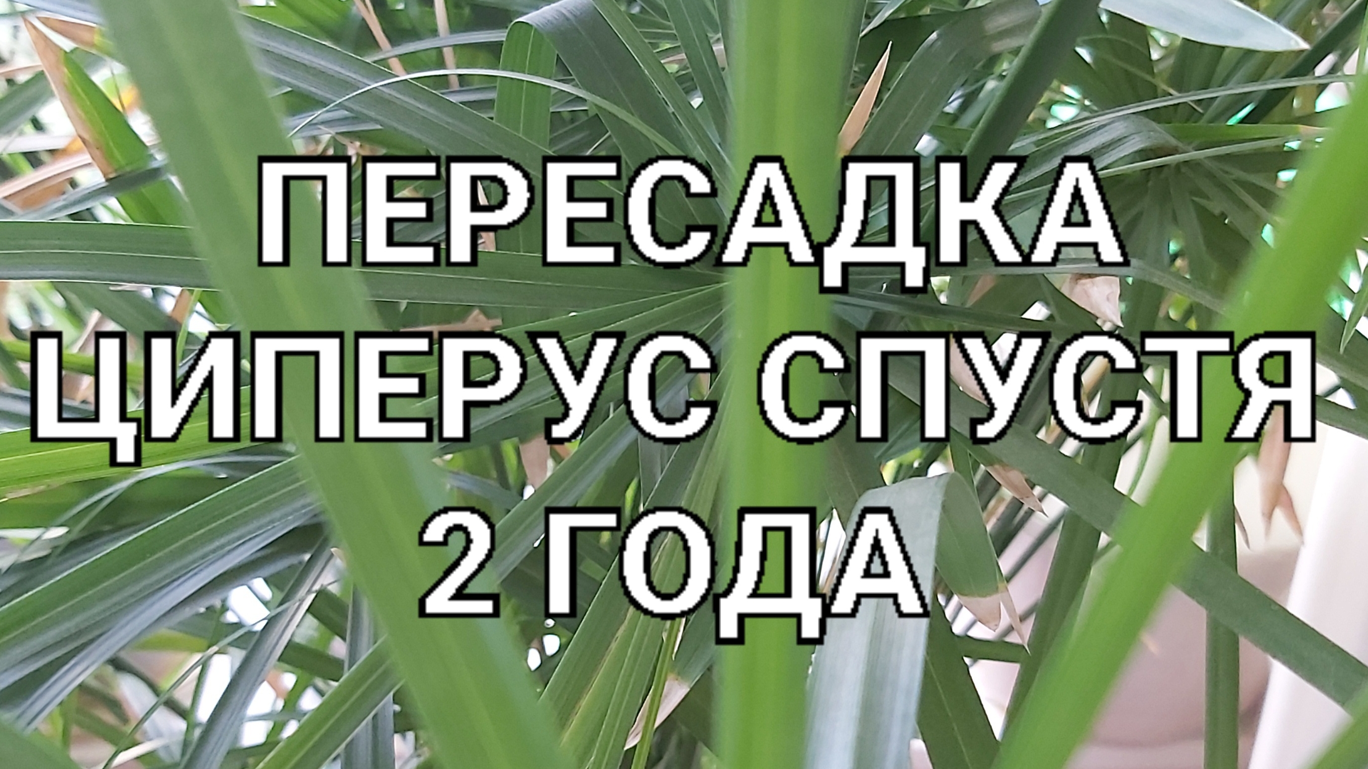Циперус перевалка спустя 2 года