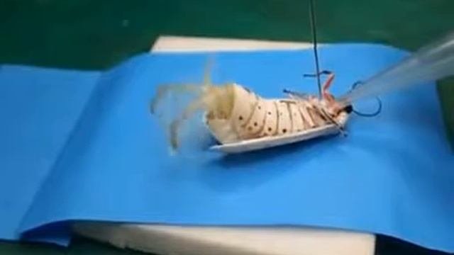 Как кричит моль