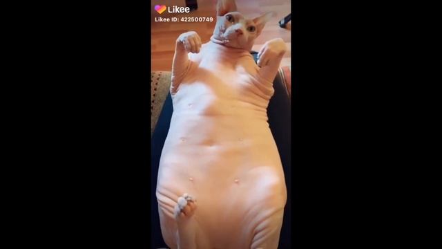 😆🤣 2,5 минуты позитива на вторник смотреть онлайн