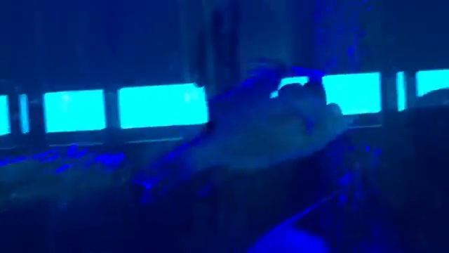 First blog смотреть онлайн