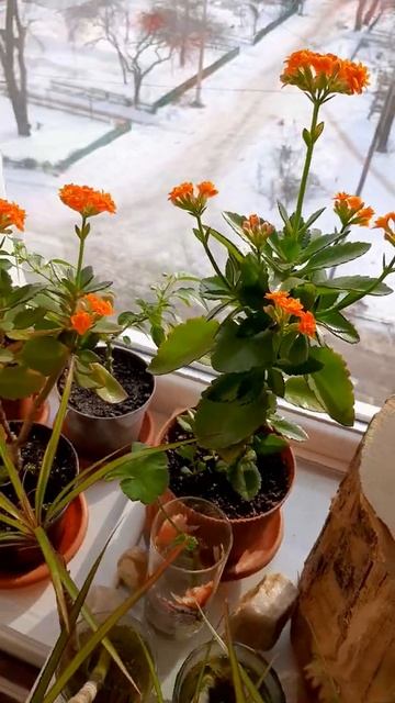 Мои цветы на подоконнике смотреть онлайн