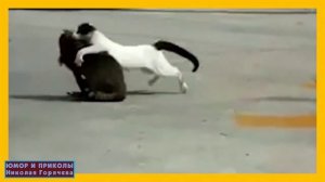 САМЫЕ СМЕШНЫЕ КОШАЧЬИ БОИ. Коты воители-ТОП 6