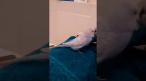 Попугай Петя