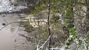 Лесные реки