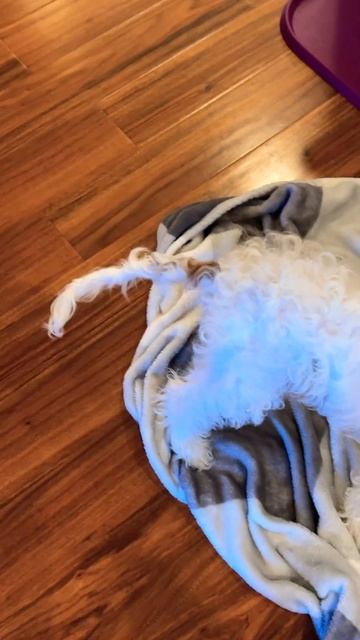 He’s … “smart” #cavapoo #cavapoodog #cavapoopuppy #puppy #dogs #sillydog смотреть онлайн