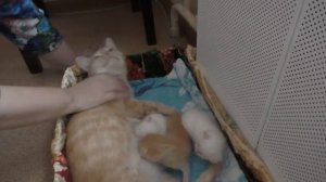 Кошки. 68ч. Мама-кошка играет хвостами котят