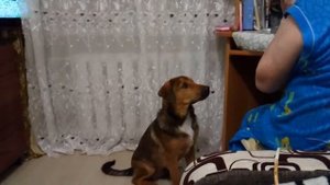 Собака Макс говорит слово мама!!!И заодно табуретку упала:)
