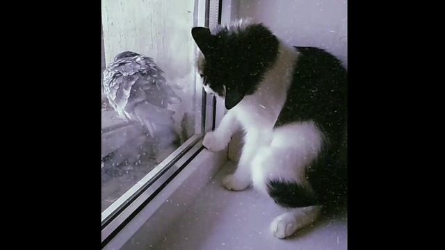 Снежка. Большой выпуск (¬‿¬ ) смотреть онлайн