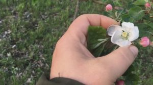 заморозки апрель 2025