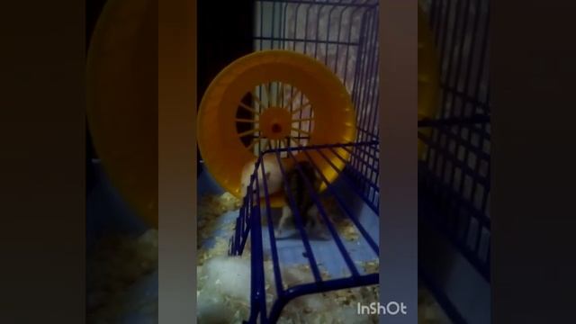 Приколы животные. Хомяк усердно худеет и не даёт другому.) смотреть онлайн