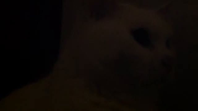 Прикол с котом ИДИ СЮДА смотреть онлайн