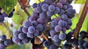 Изабела выжила после заморозков.