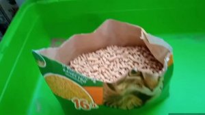 Уборка у крыс.Как я ухаживаю за крысами