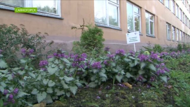 В Саяногорске завершаются мероприятия программы «Зеленая волна». смотреть онлайн
