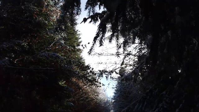 Листопадова зима в Карпатах. Гринявські гори. Відео для релаксу та посмішок)))