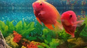 Северум  красный жемчуг.  Подготовка к нересту.