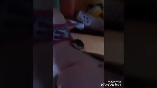 Крыса . Смешное видео. Кроша . смотреть онлайн