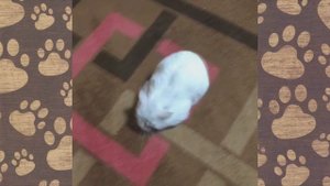 День капусты Тузя заболела смешные хомячки ДЖУНГАРИКИ