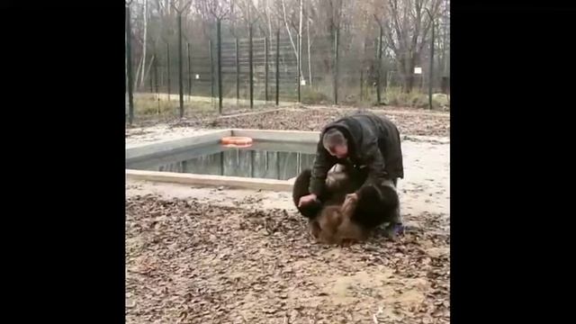 2. Прикольные медведи. Funny bears. 有趣的熊. मज़ेदार भालू الدببة مضحك